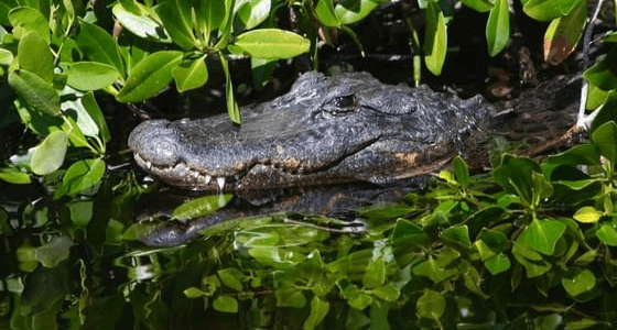 Alligator in the Florida mangroves