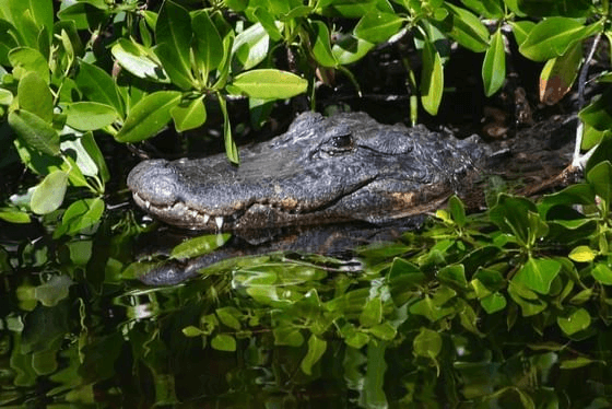 Alligator in the Florida mangroves