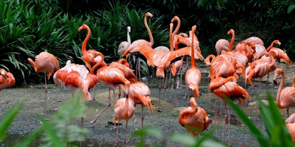 flamingos