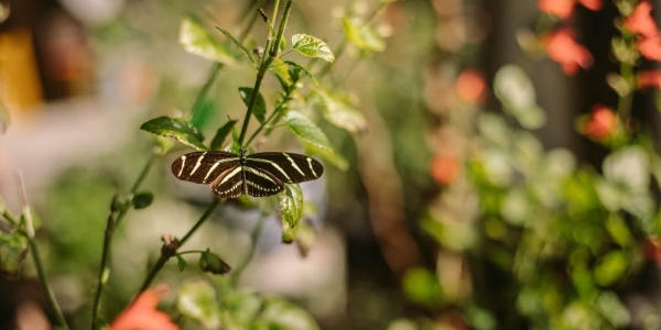 Closeup of a butterfly at the Peace River Botanical & Sculpture Gardens