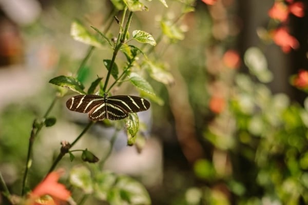 Closeup of a butterfly at the Peace River Botanical & Sculpture Gardens