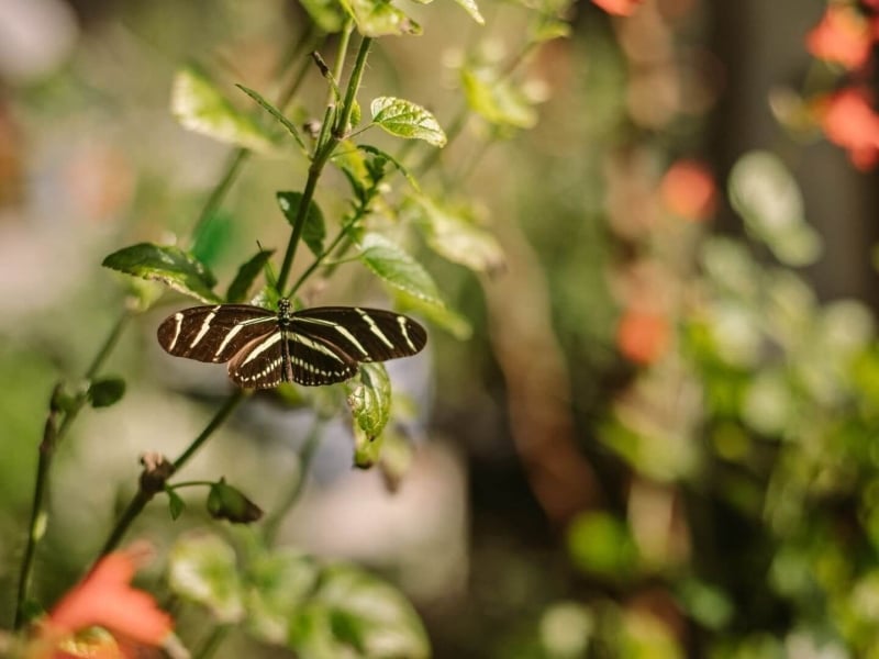 Closeup of a butterfly at the Peace River Botanical & Sculpture Gardens