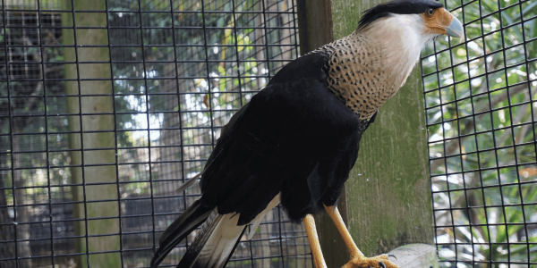 Crested Cara Cara at Peace River Wildlife Center