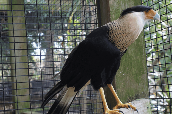 Crested Cara Cara at Peace River Wildlife Center