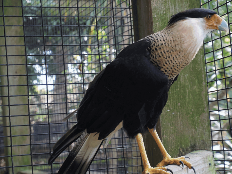 Crested Cara Cara at Peace River Wildlife Center