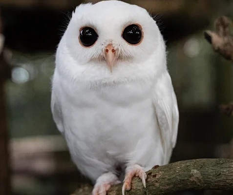 White owl
